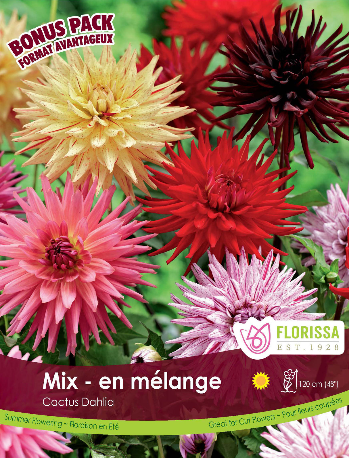 Bonus Pack - Dahlia Cactus Mix