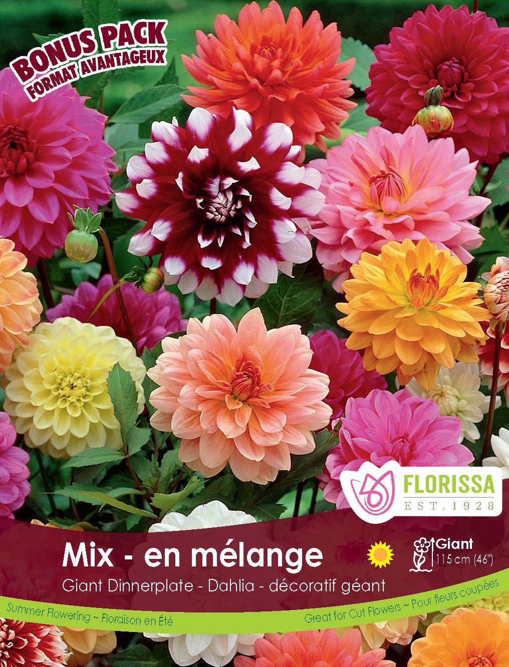 Bonus Pack - Dahlia Dinnerplate Mix