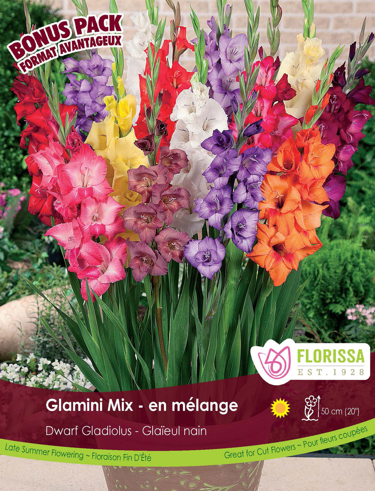 Bonus Pack - Gladiolus Glamini Mix
