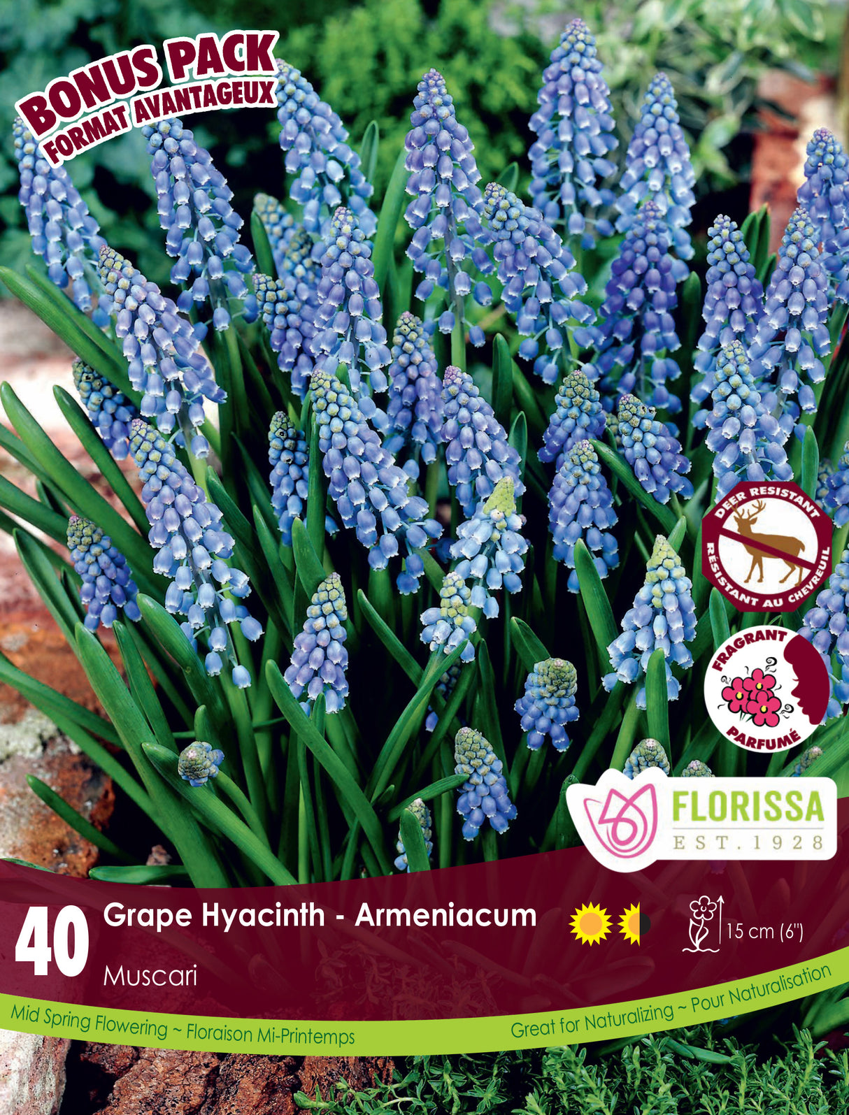 Bonus Pack Muscari - Armeniacum