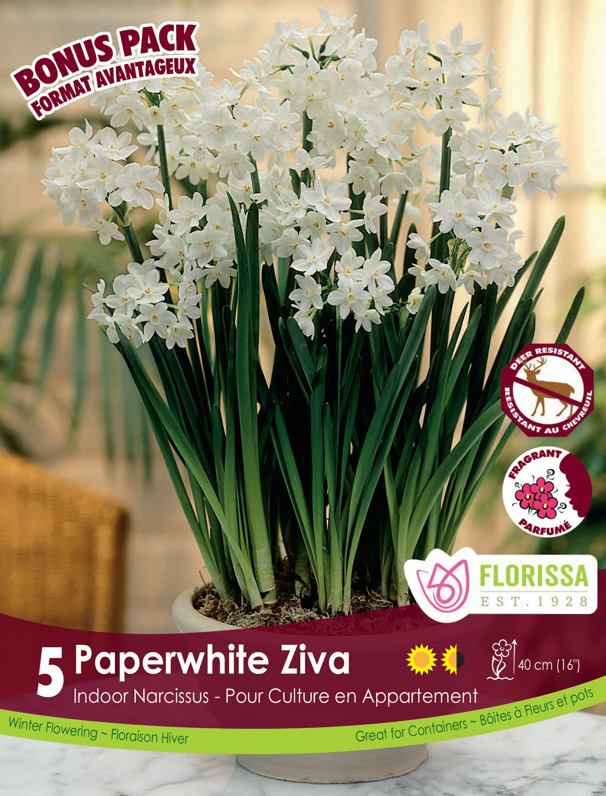 Bonus Pack Narcissus - Paperwhite Ziva