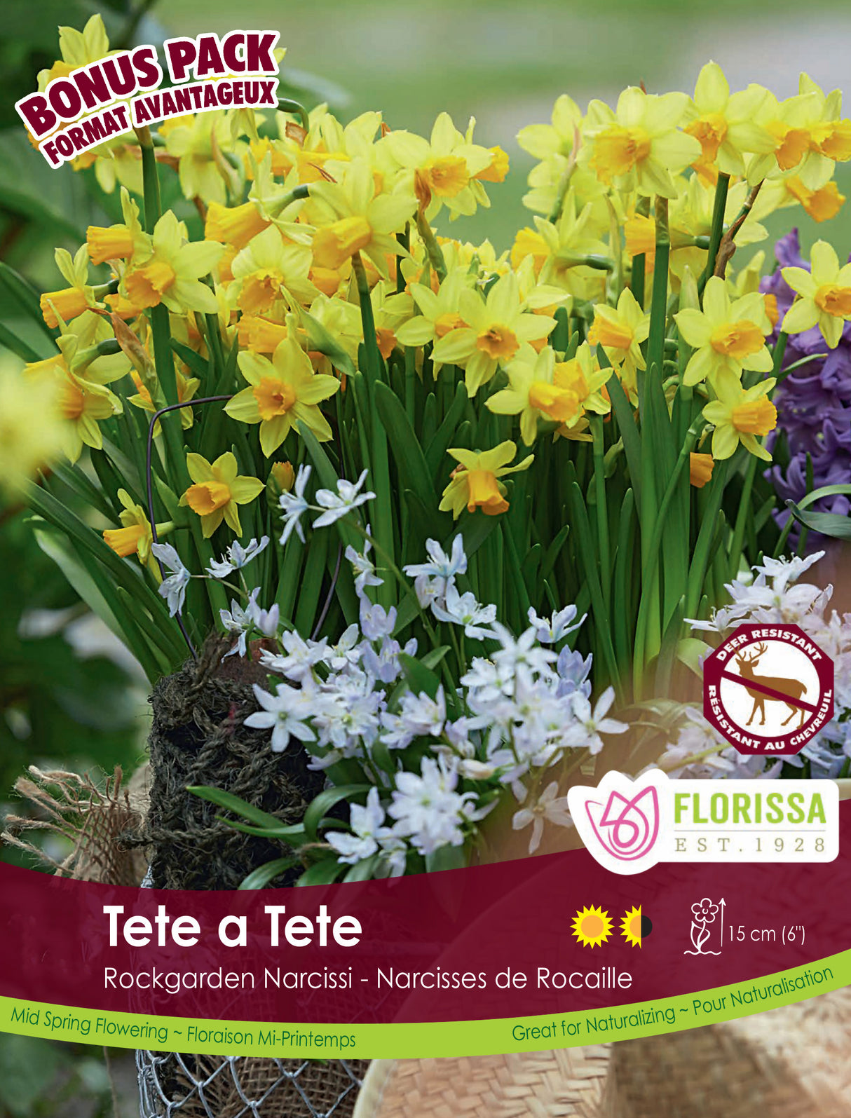 Bonus Pack Narcissus - Tete A Tete