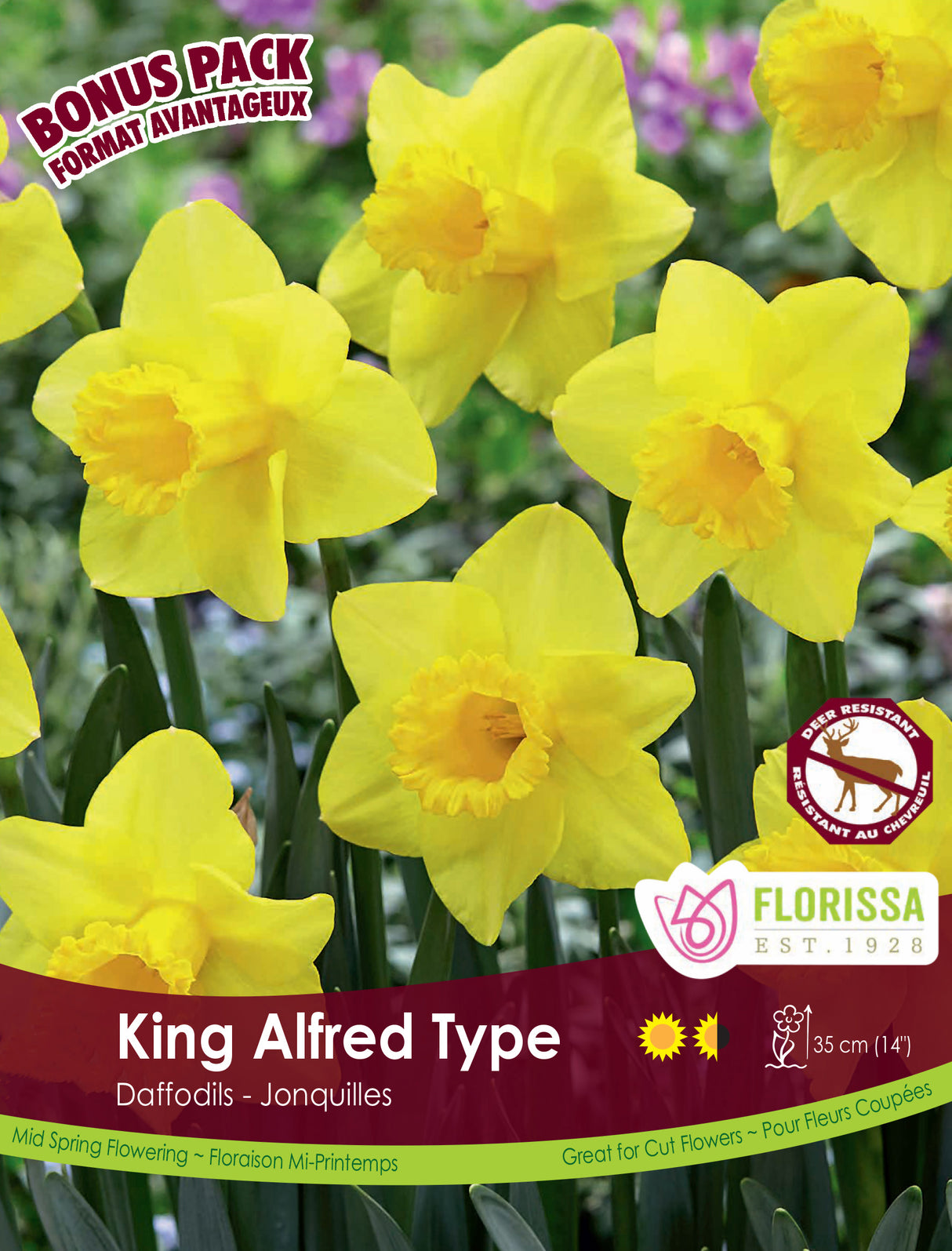 Bonus Pack Narcissus - Yellow King Alfred