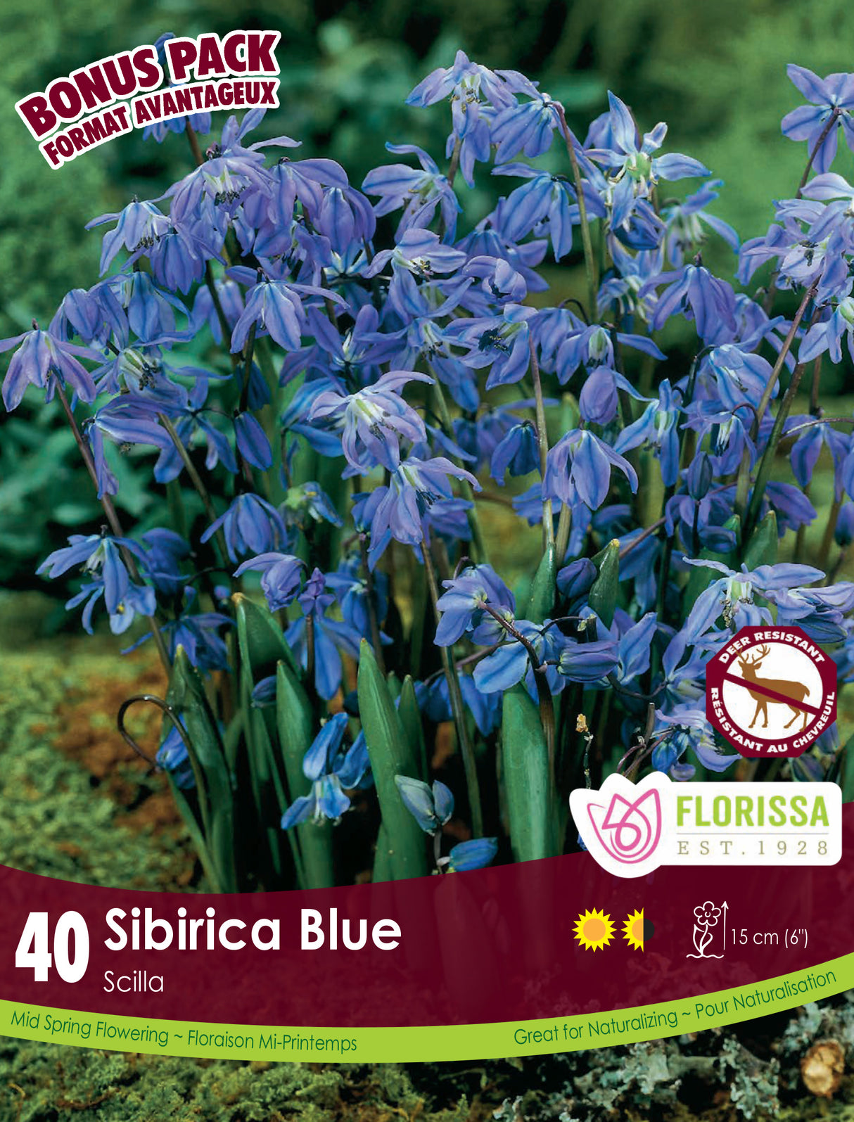 Bonus Pack Scilla - Sibirica Blue