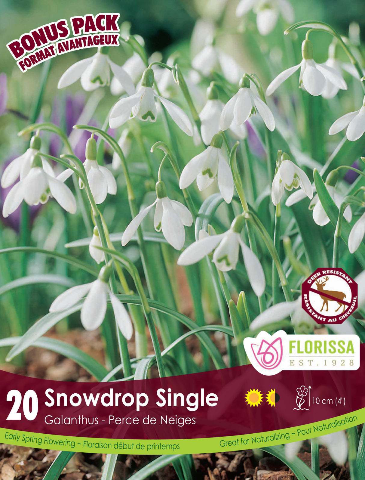 Bonus Pack Galanthus - Snowdrop Single