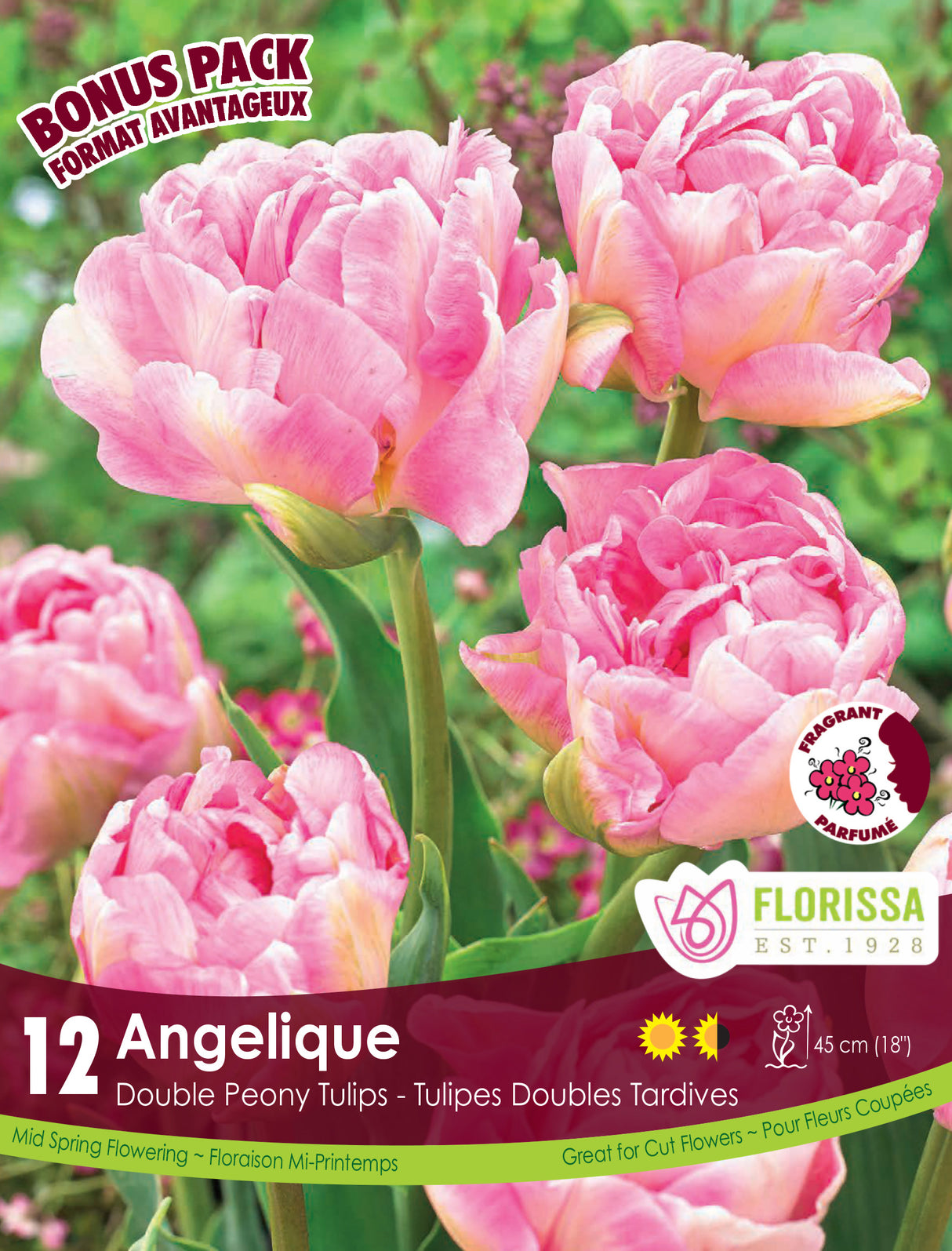 Bonus Pack Tulip - Angelique Retail