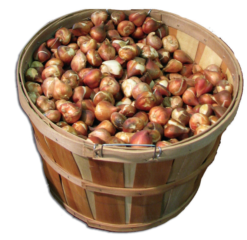 Bushel Basket