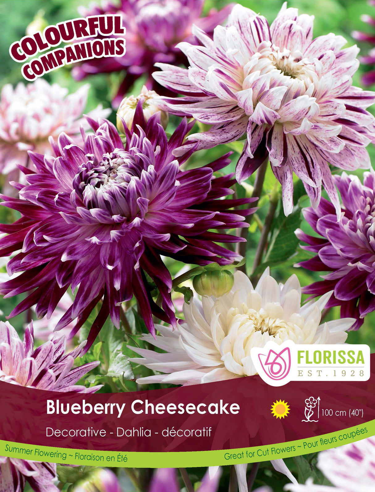 Spring Colourful Companion - Blueberry Cheesecake