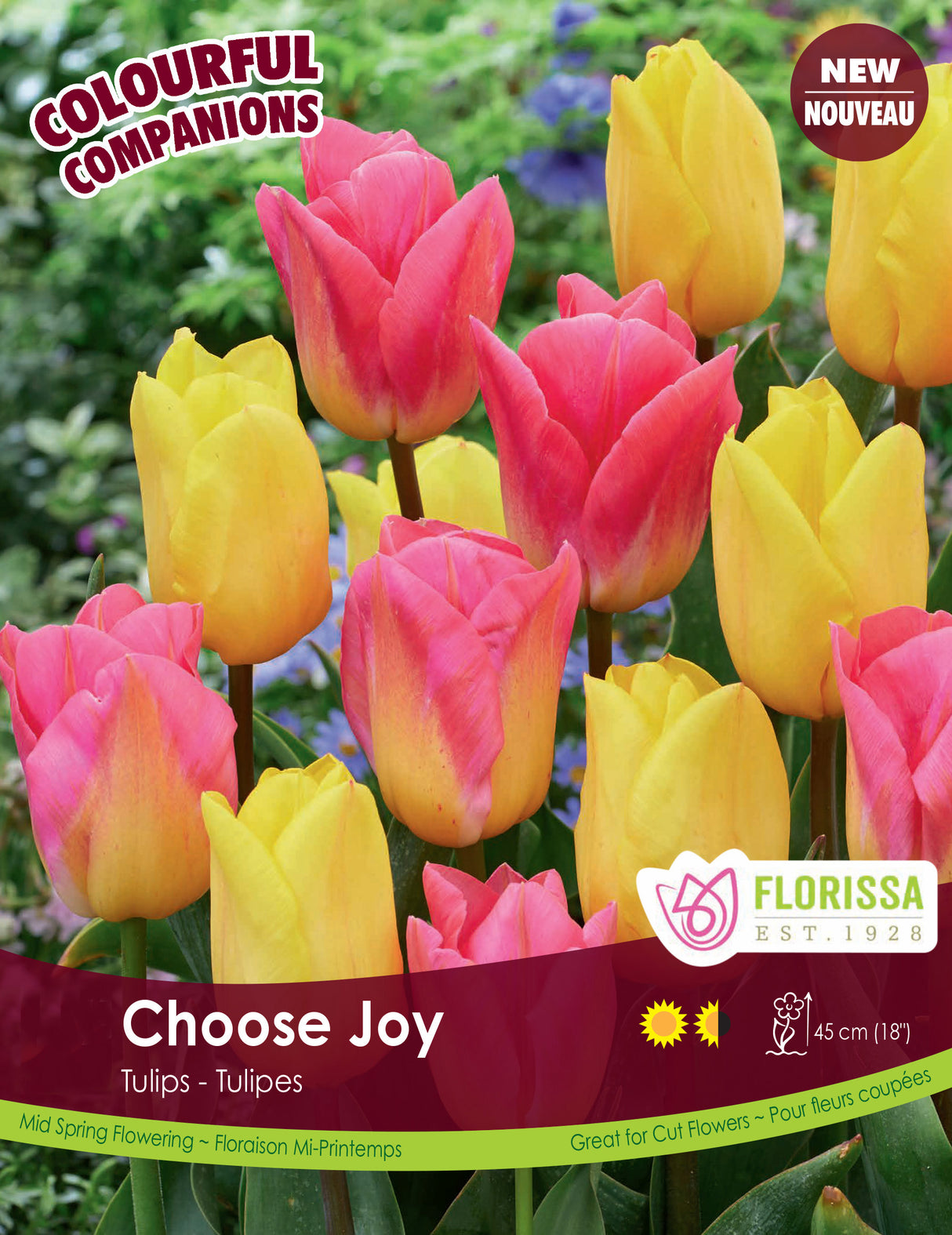 Fall Colourful Companions - Choose Joy Bulk