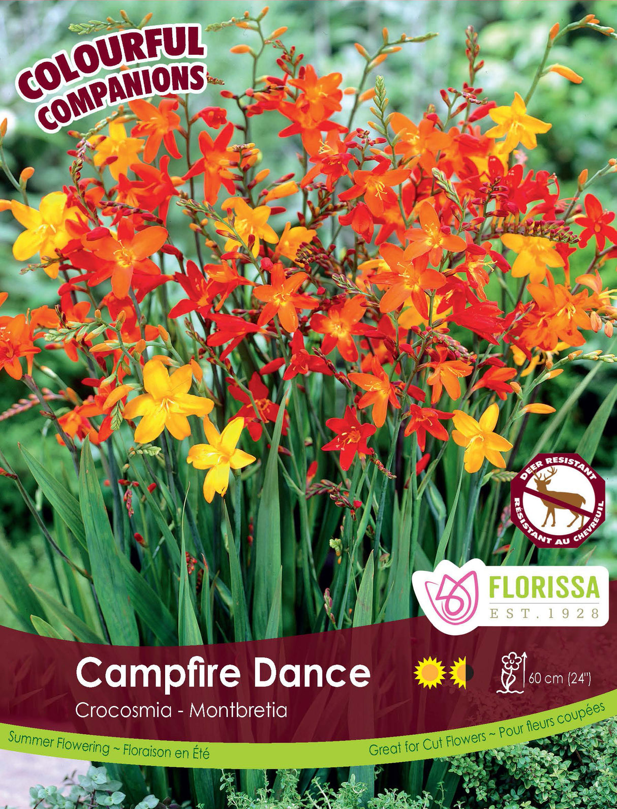 Spring Colourful Companion - Campfire Dance