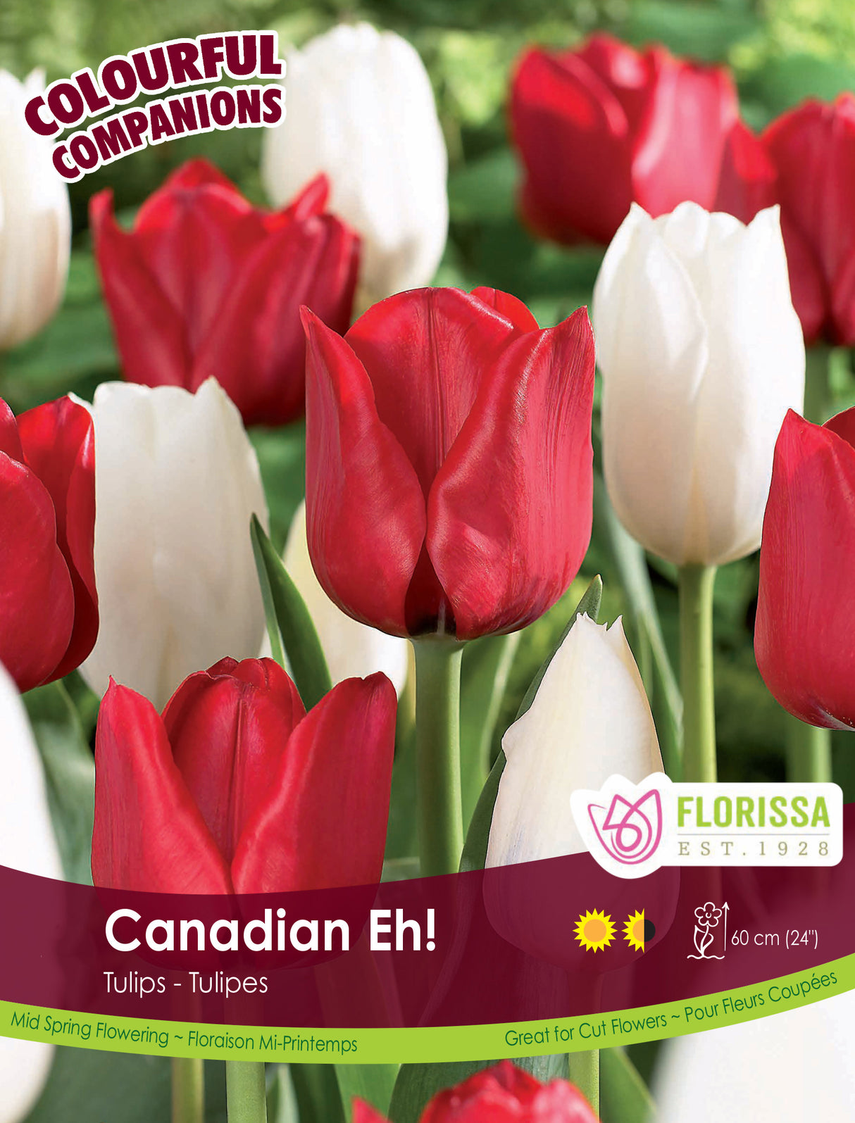 Fall Colourful Companions - Canadian Eh Bulk