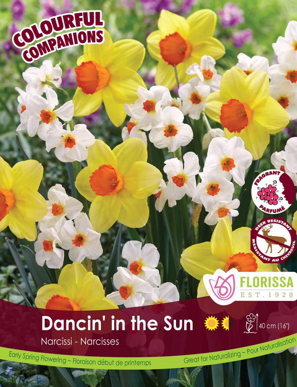 Fall Colourful Companions - Dancin' In The Sun Bulk