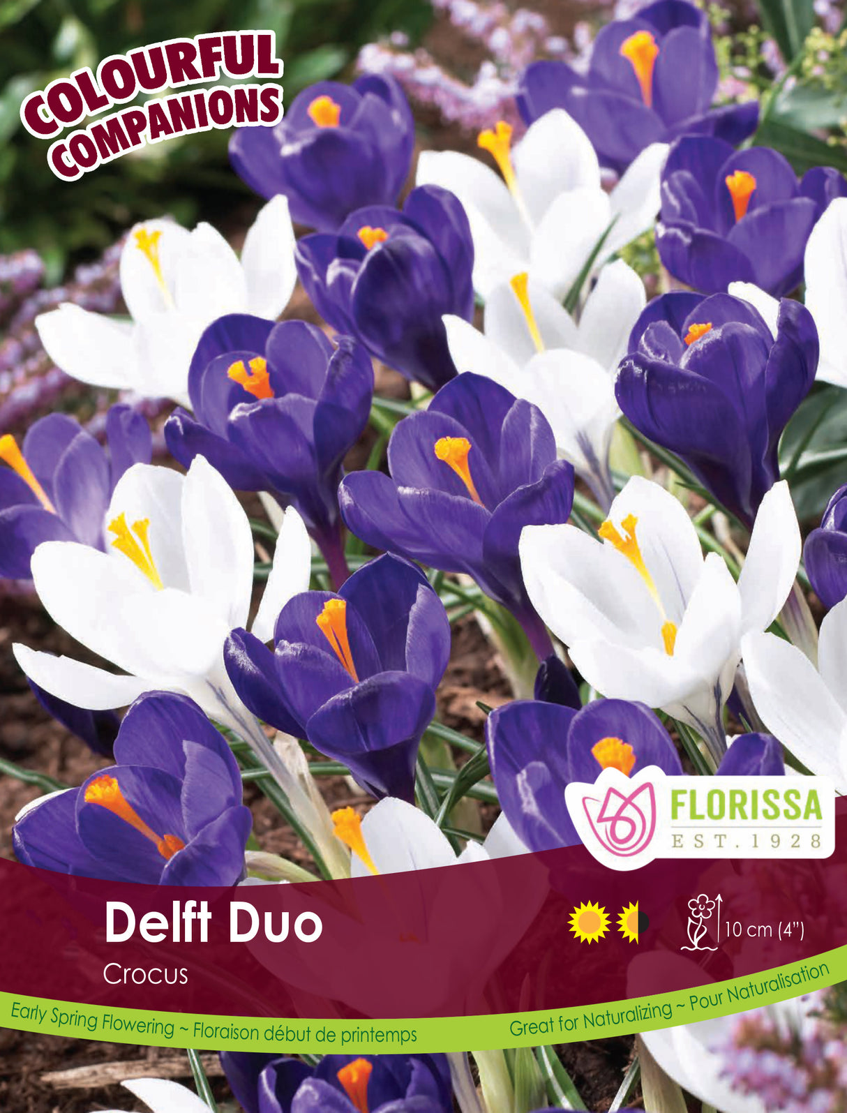 Fall Colourful Companions - Delft Duo Bulk