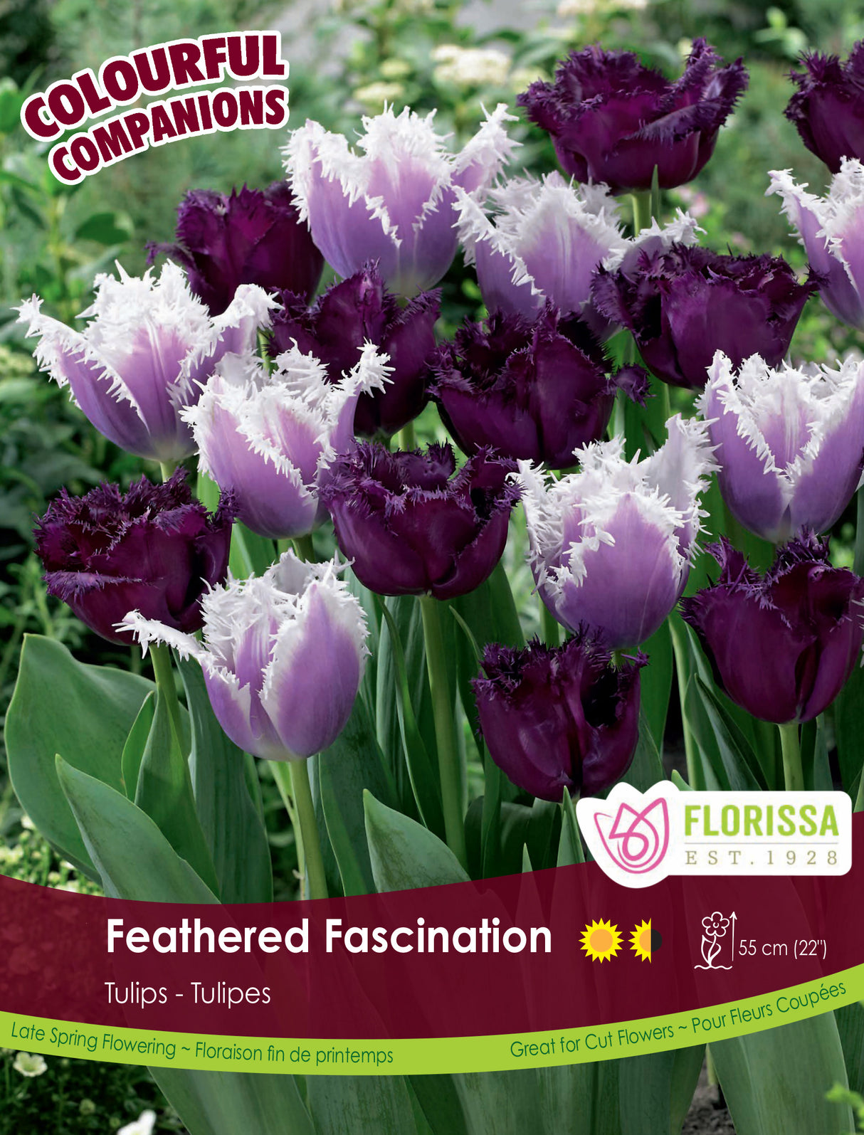 Fall Colourful Companions - Feathered Fascination Bulk