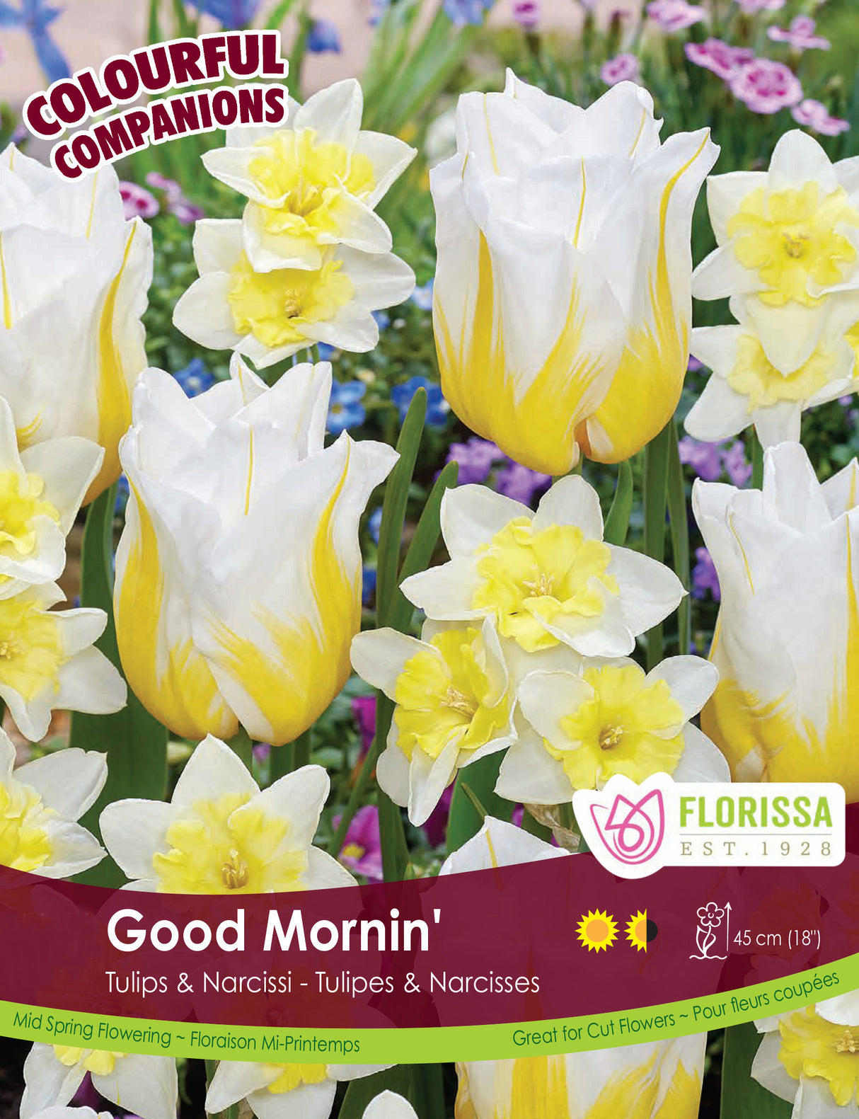 Fall Colourful Companions - Good Mornin' Bulk