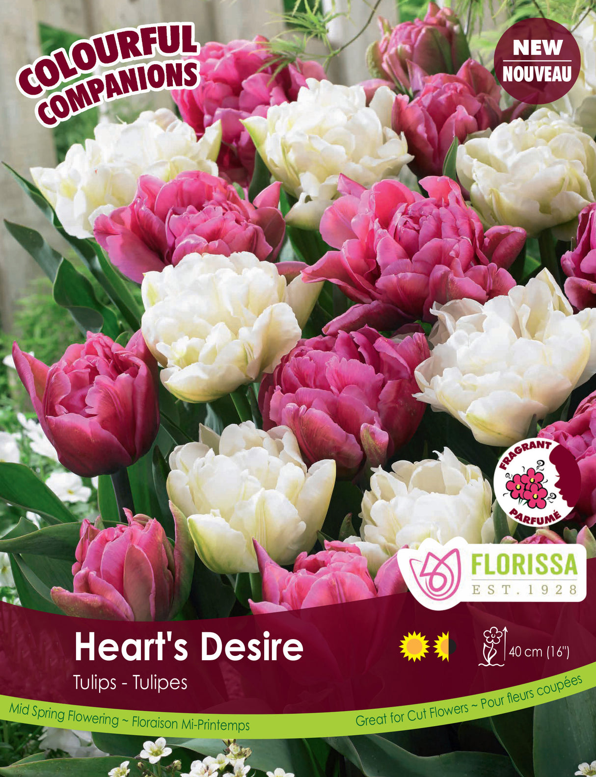 Fall Colourful Companions - Heart's Desire Bulk