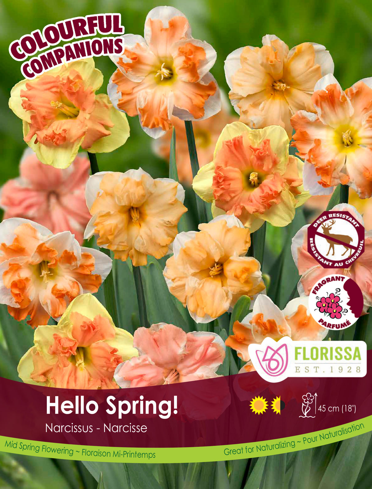 Fall Colourful Companions - Hello Spring Bulk