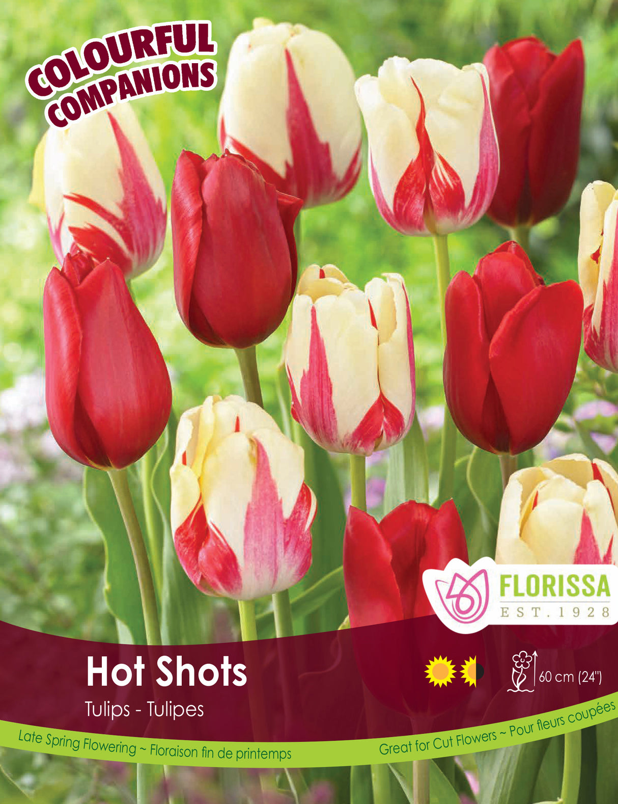 Fall Colourful Companions - Hot Shots Bulk