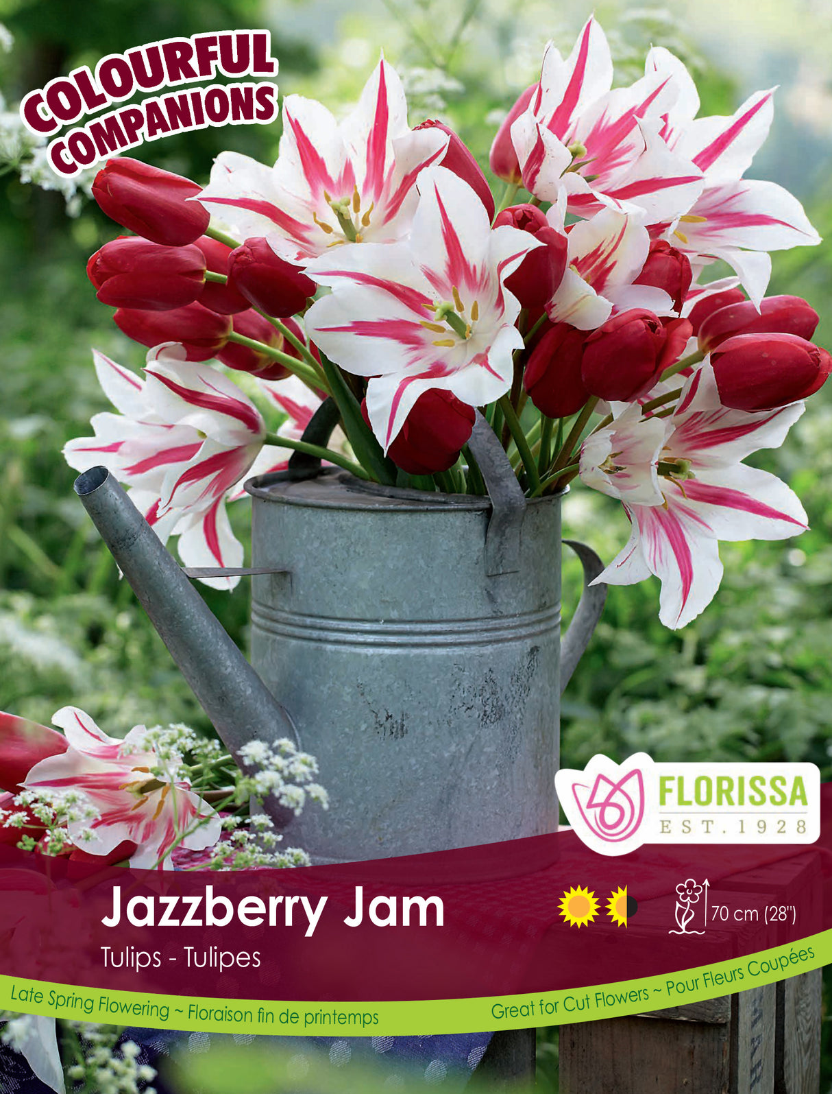 Fall Colourful Companions - Jazzberry Jam Bulk