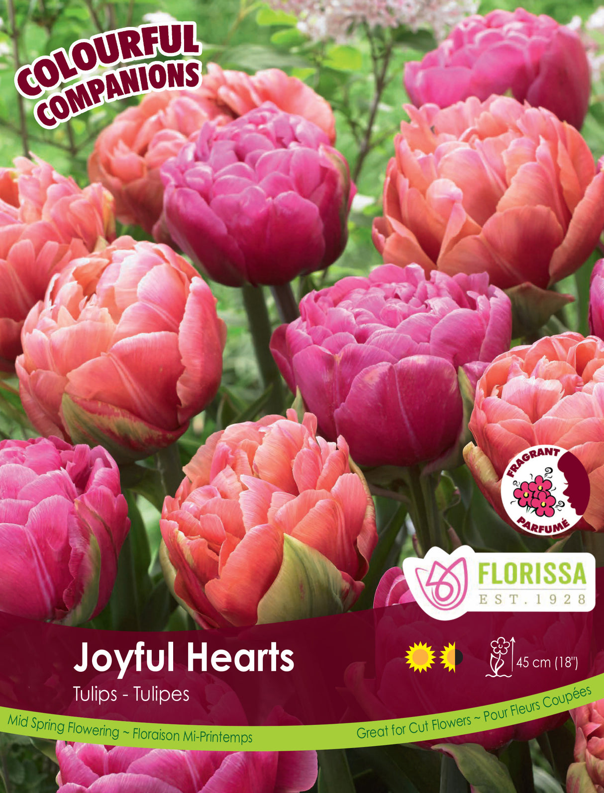 Fall Colourful Companions - Joyful Hearts Bulk