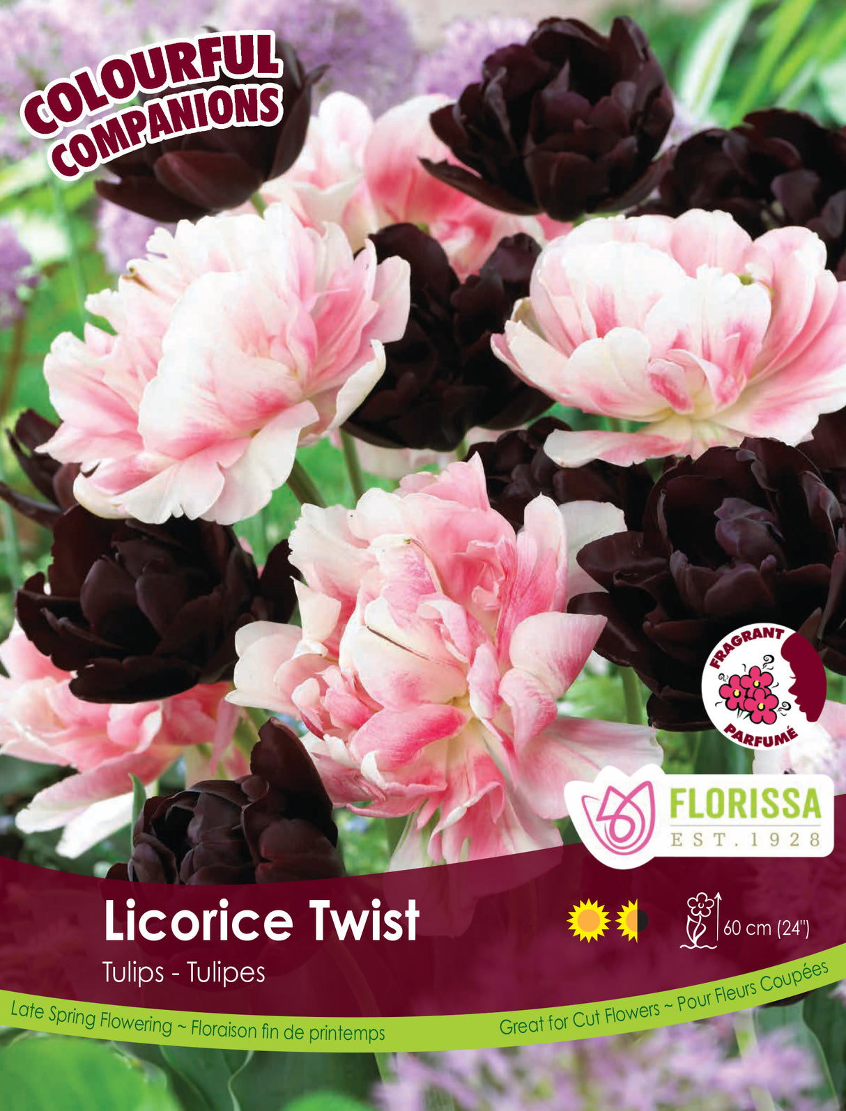 Fall Colourful Companions - Licorice Twist Bulk