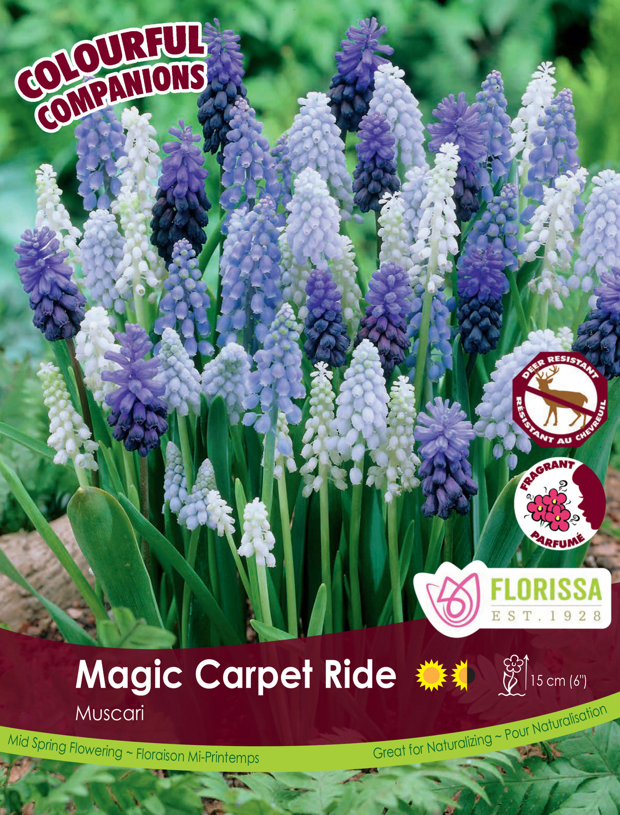 Fall Colourful Companions - Magic Carpet Ride Bulk