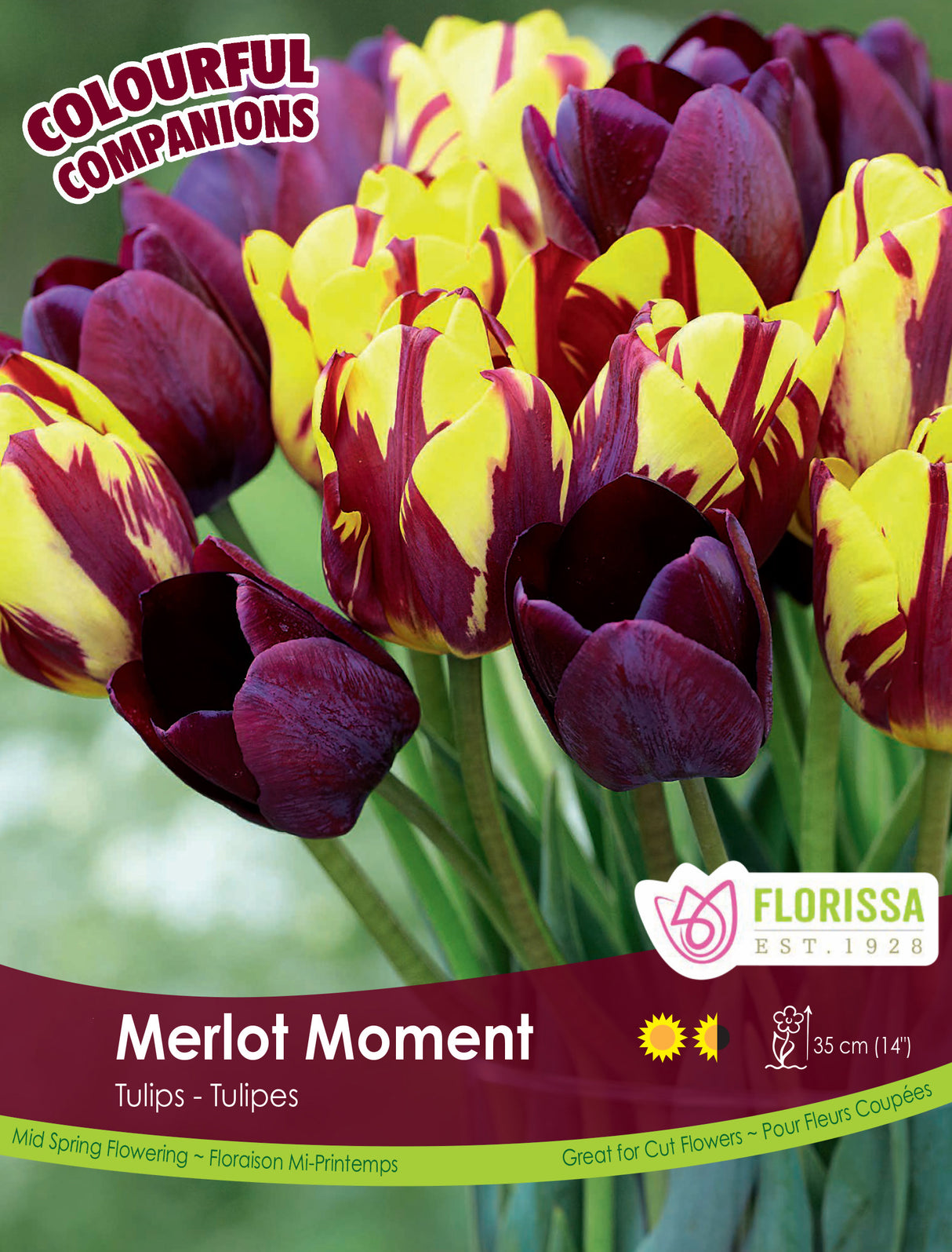 Fall Colourful Companions - Merlot Moment Bulk