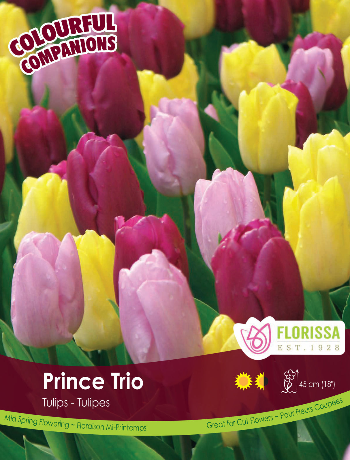 Fall Colourful Companions - Prince Trio Bulk