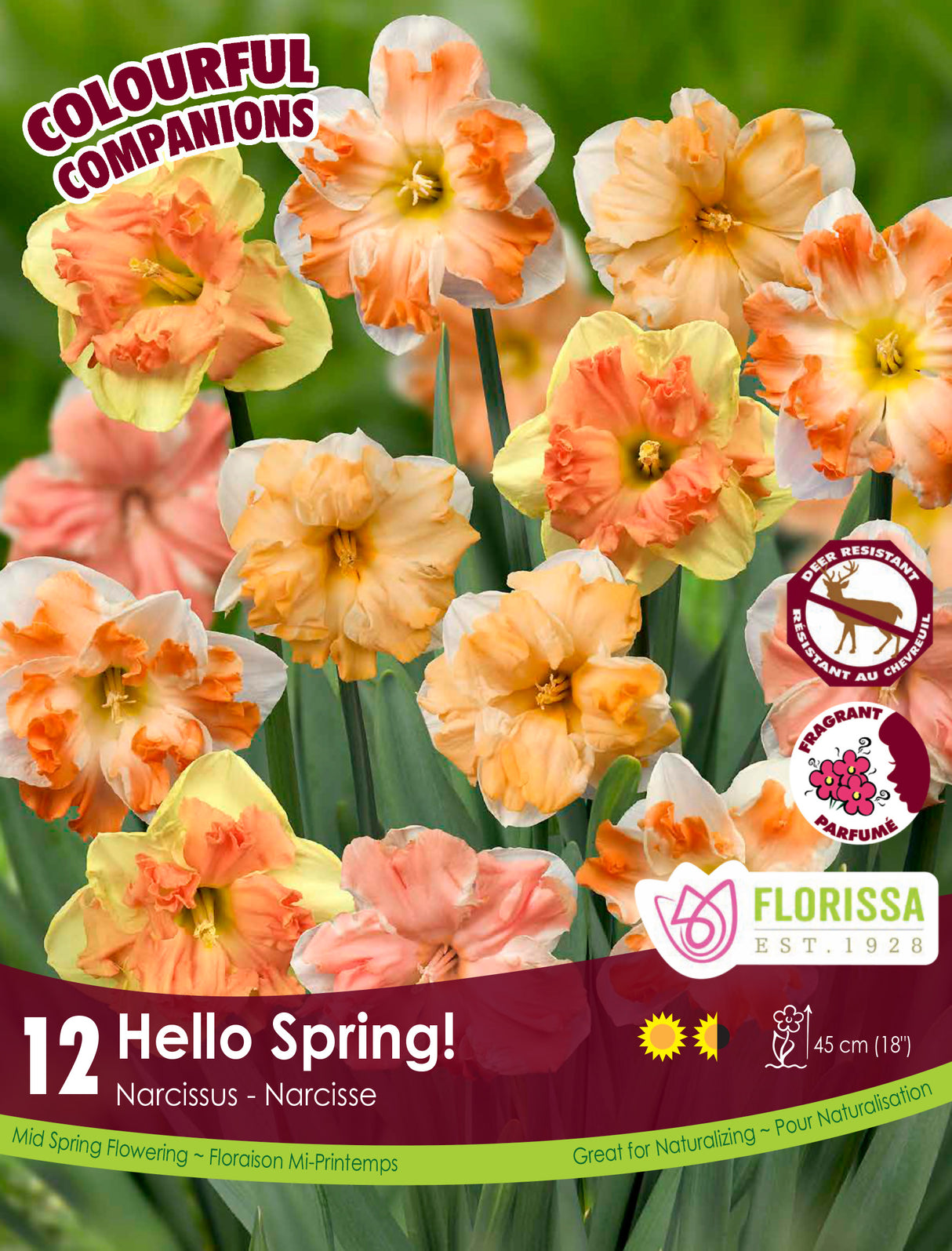 Fall Colourful Companions - Hello Spring! Retail