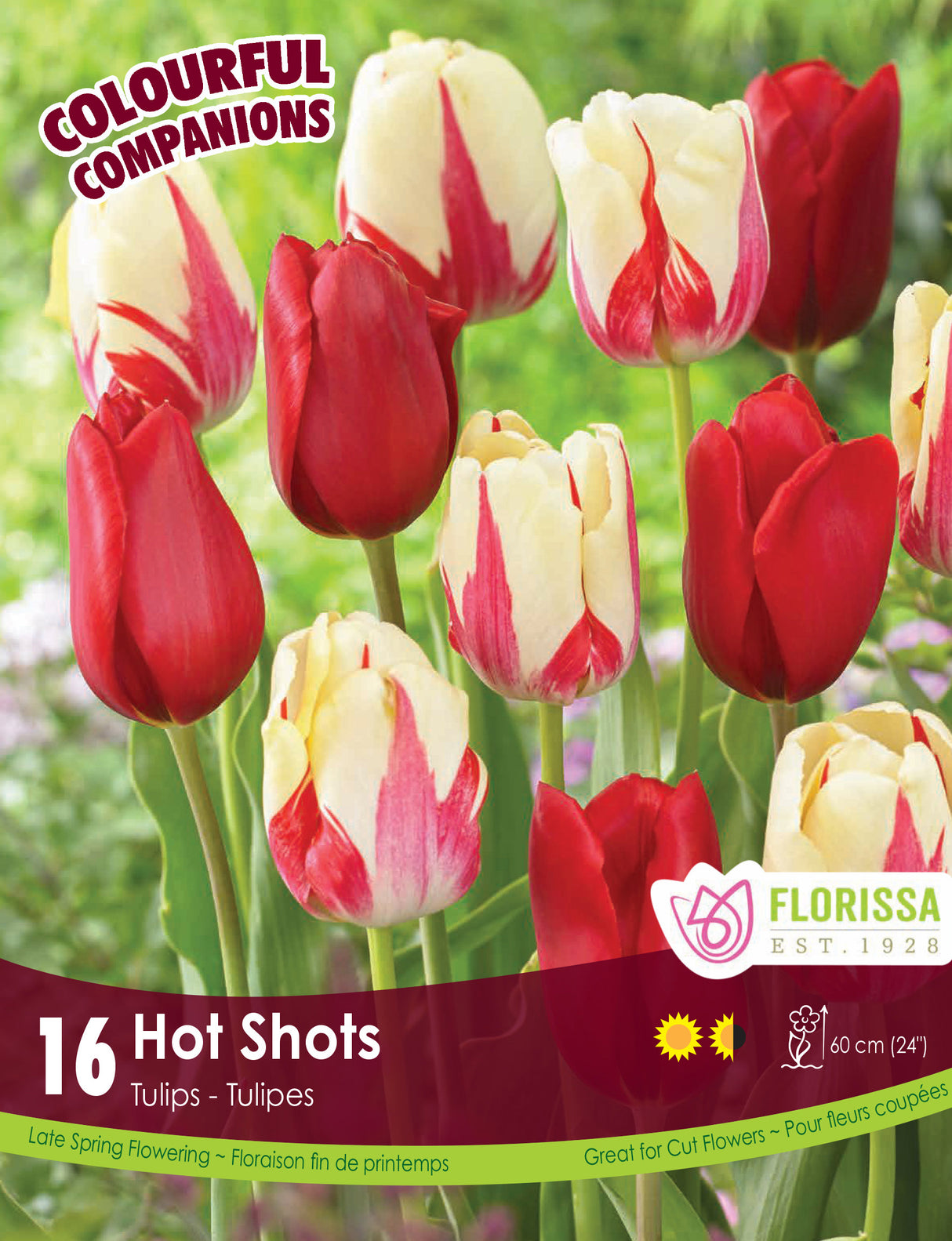 Fall Colourful Companions - Hot Shots Retail