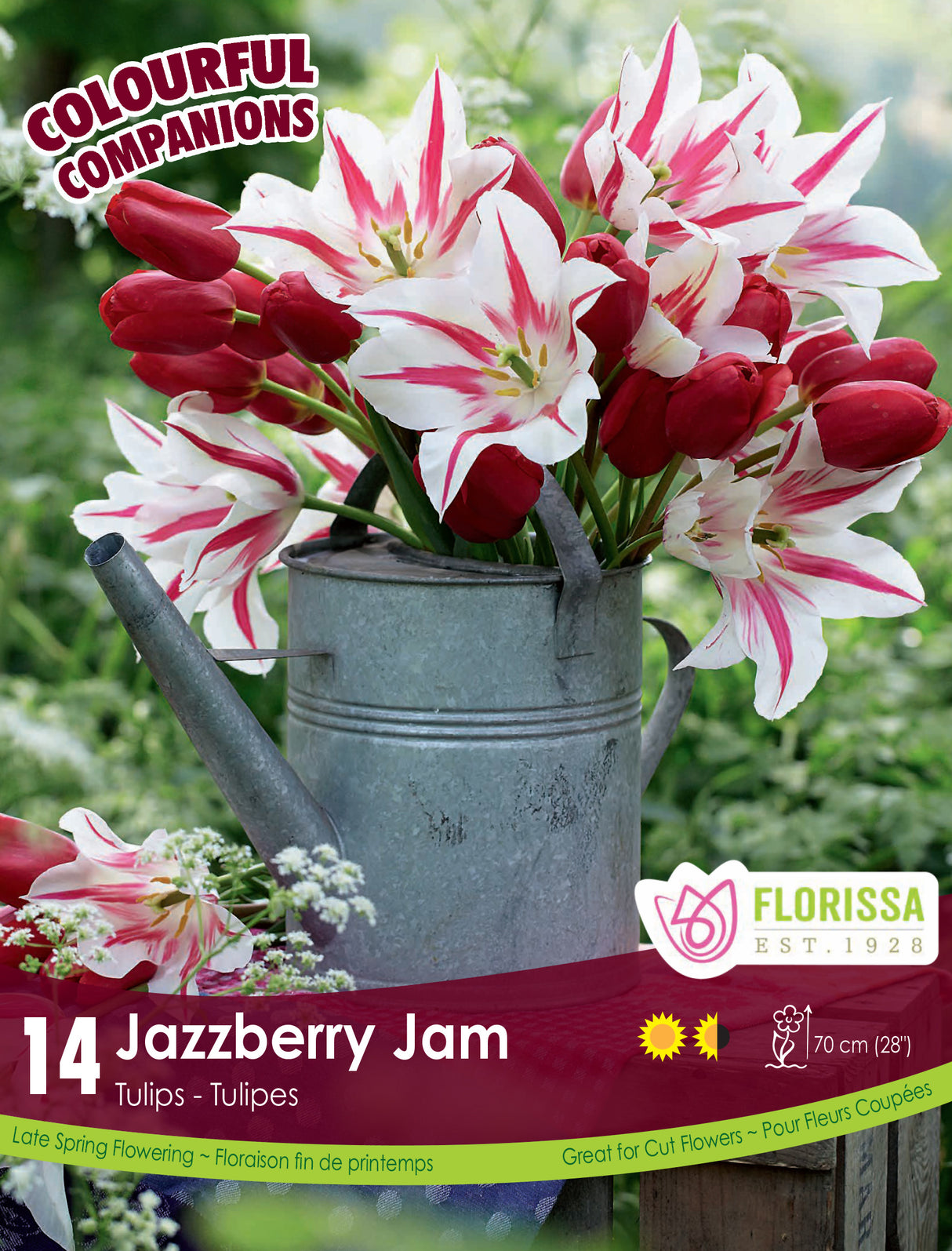 Fall Colourful Companions - Jazzberry Jam Retail