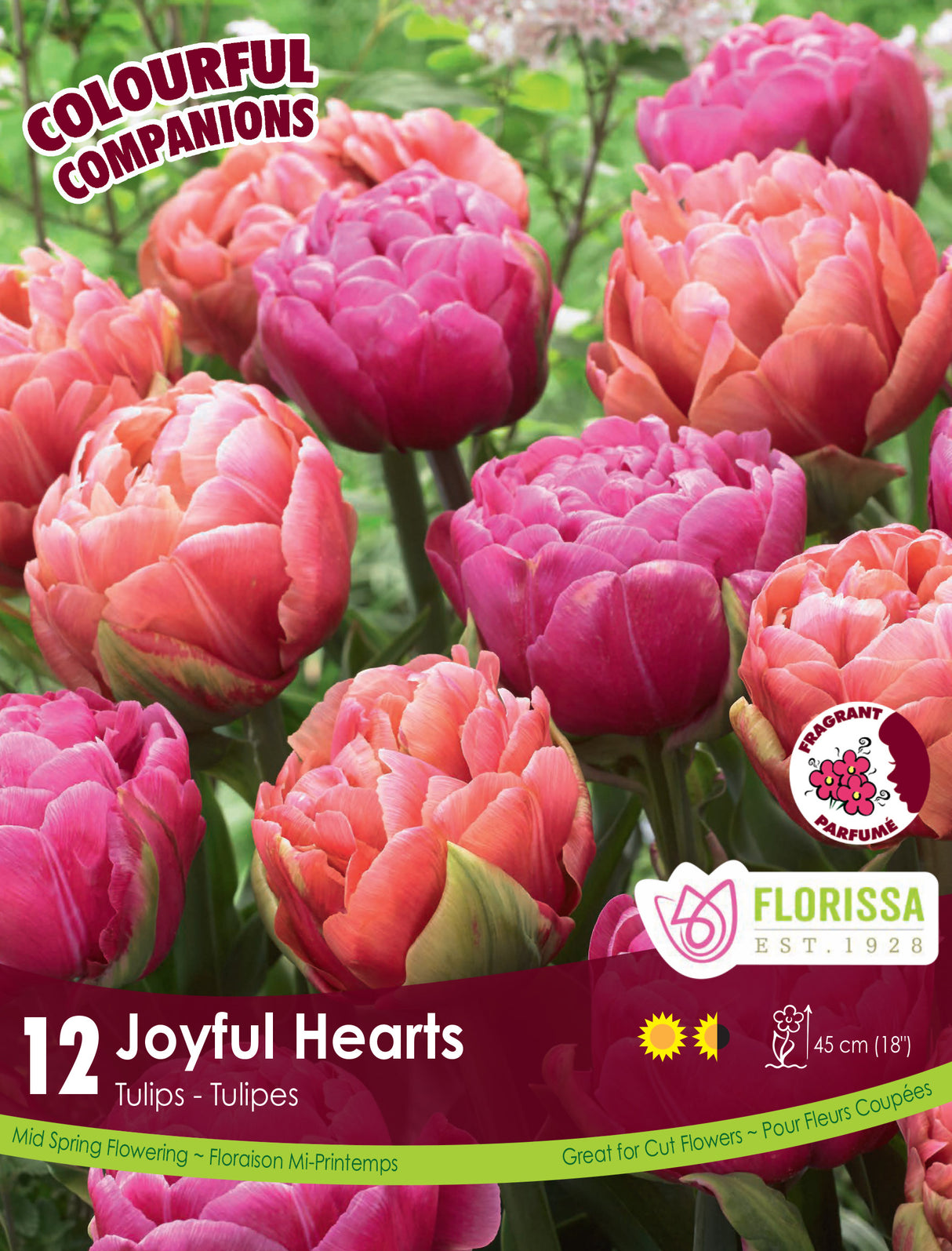 Fall Colourful Companions - Joyful Hearts Retail