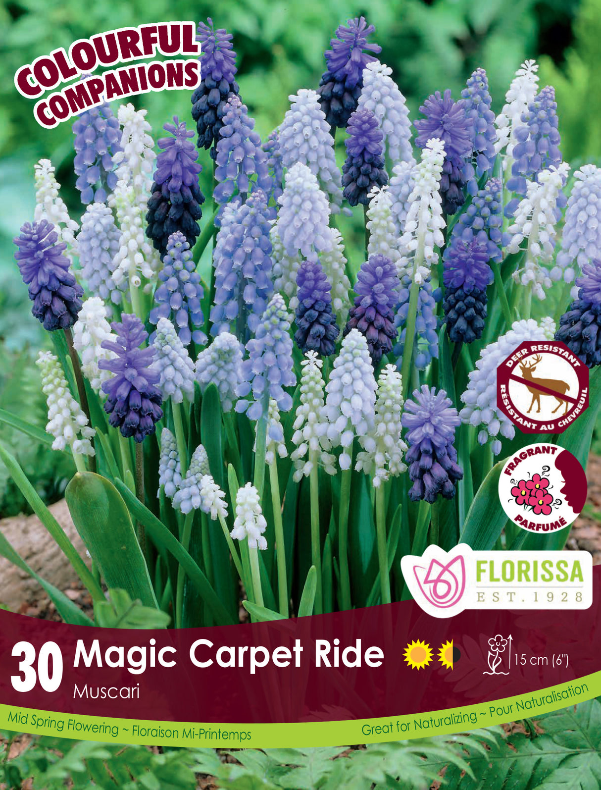 Fall Colourful Companions - Magic Carpet Ride Retail