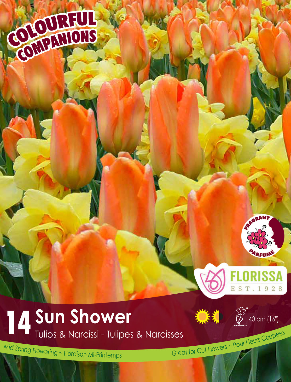 Fall Colourful Companions - Sun Shower Retail