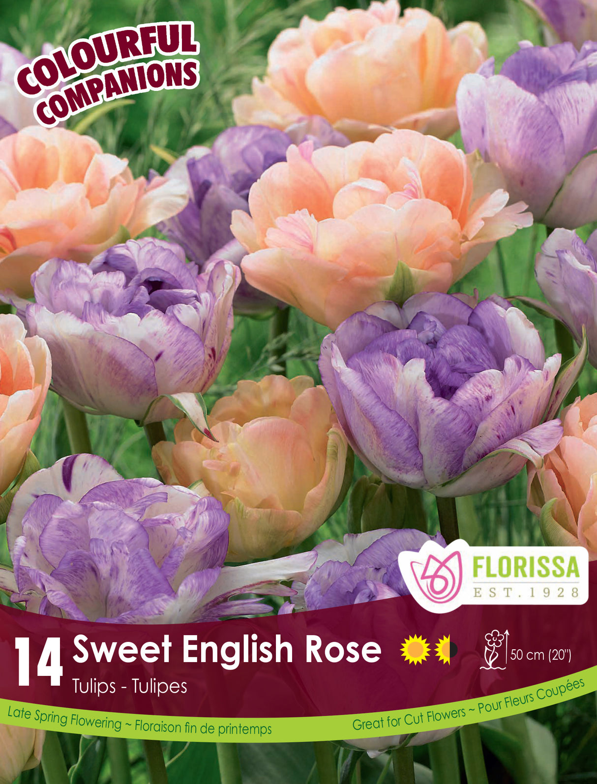Fall Colourful Companions - Sweet English Rose Retail
