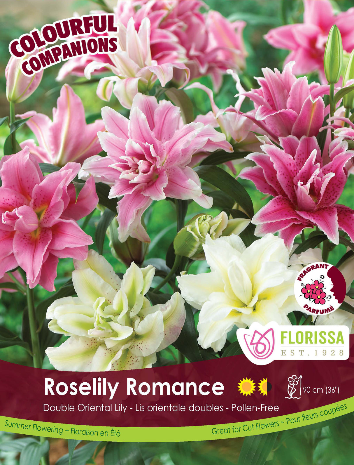 Spring Colourful Companion - Roselily Romance