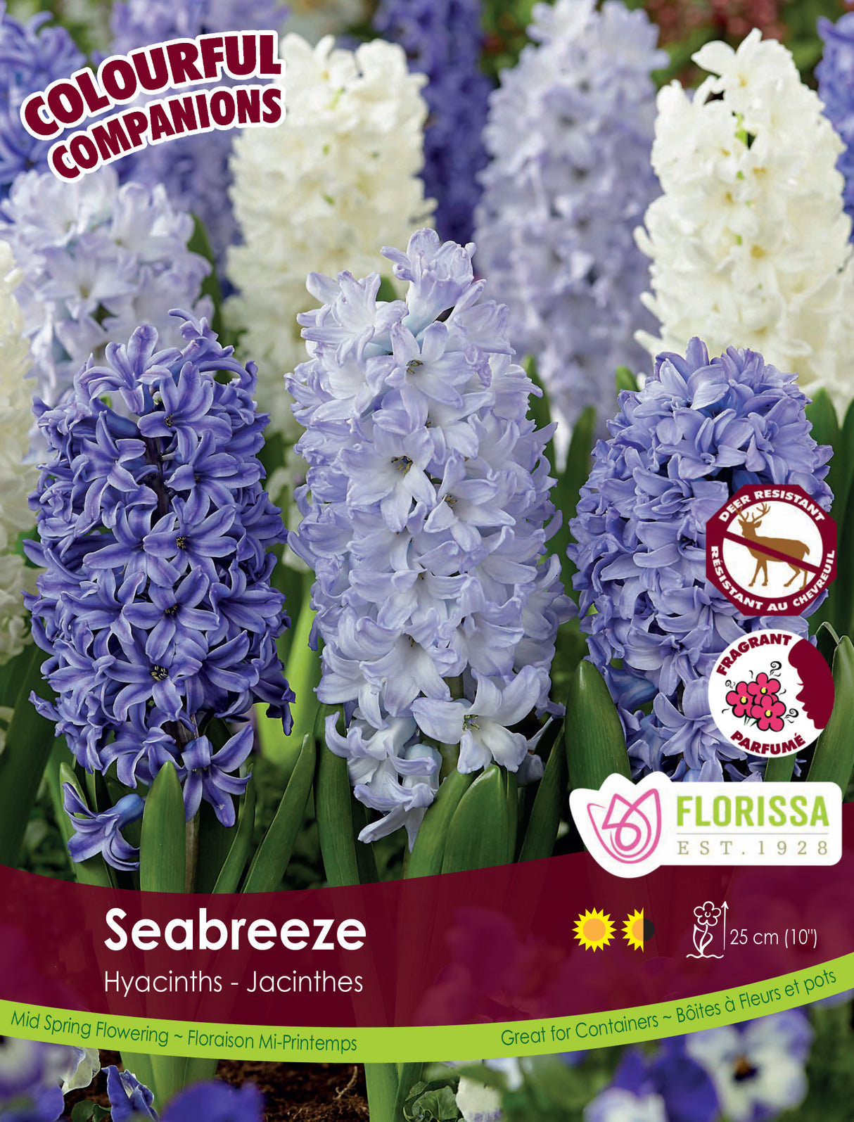 Fall Colourful Companions - Seabreeze Bulk