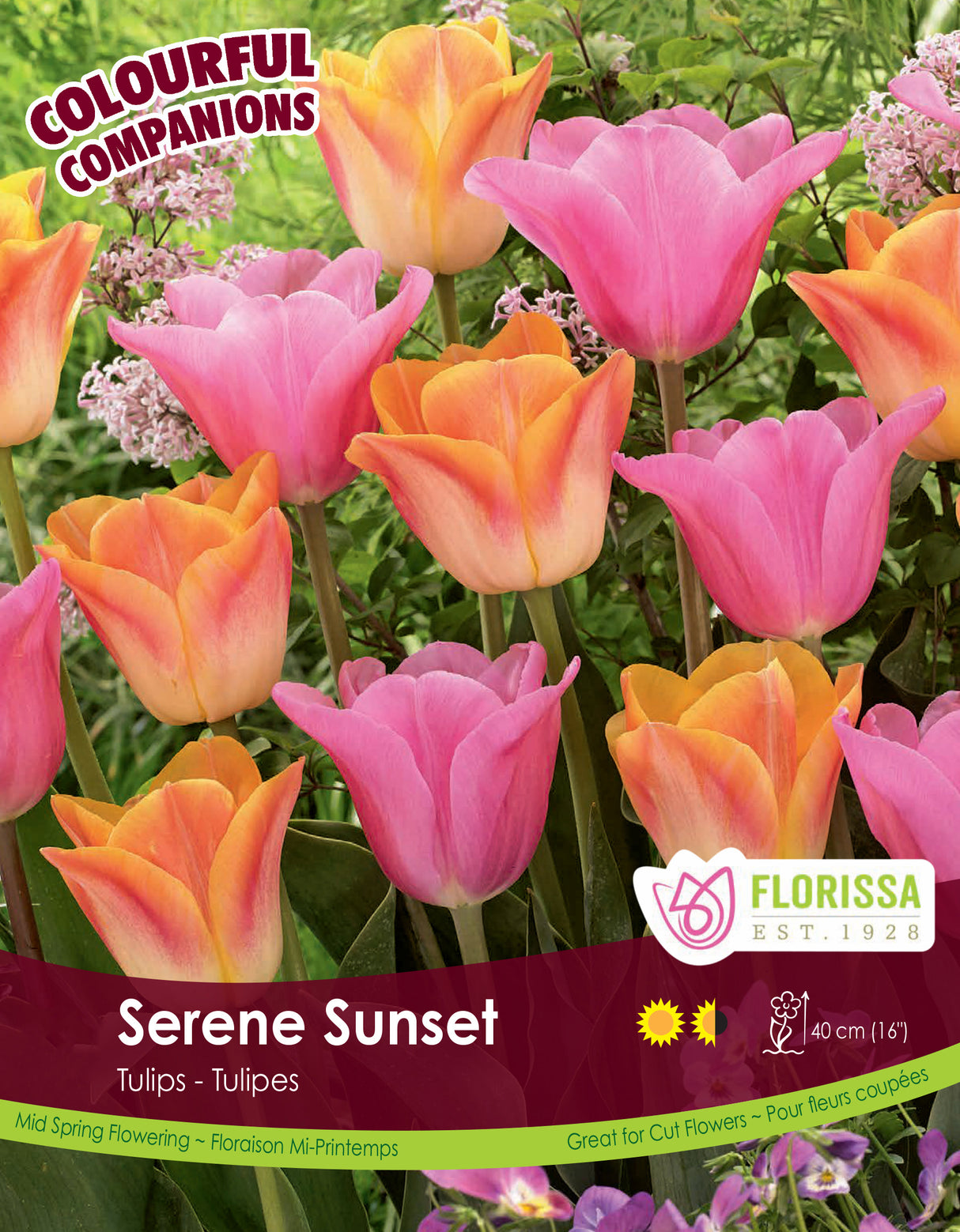 Fall Colourful Companions - Serene Sunset Bulk