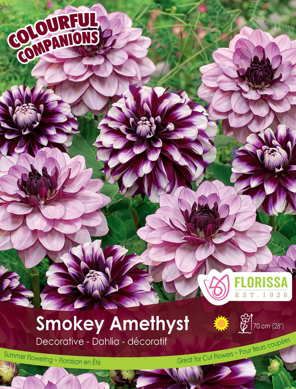 Spring Colourful Companion - Smokey Amethyst