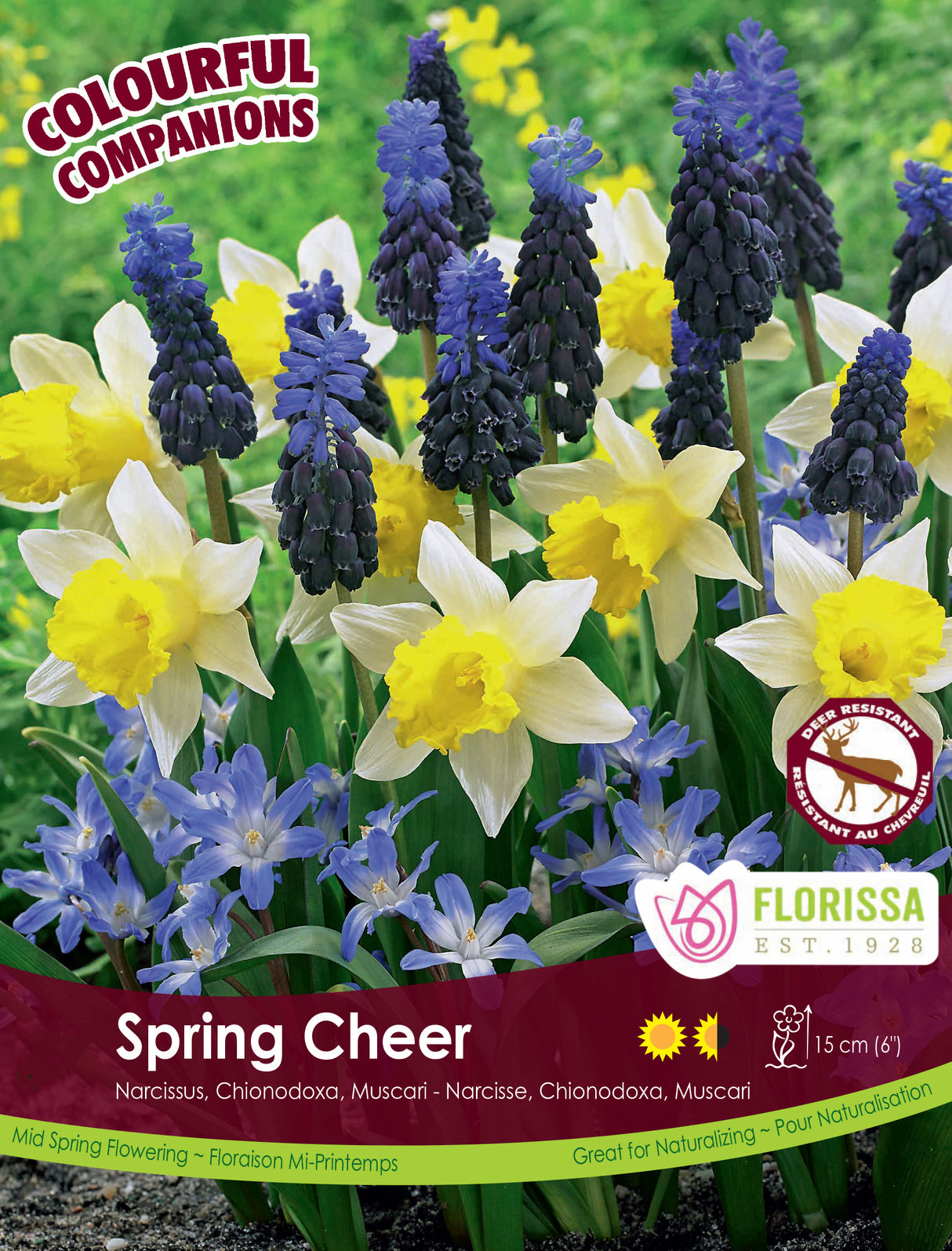 Fall Colourful Companions - Spring Cheer Bulk