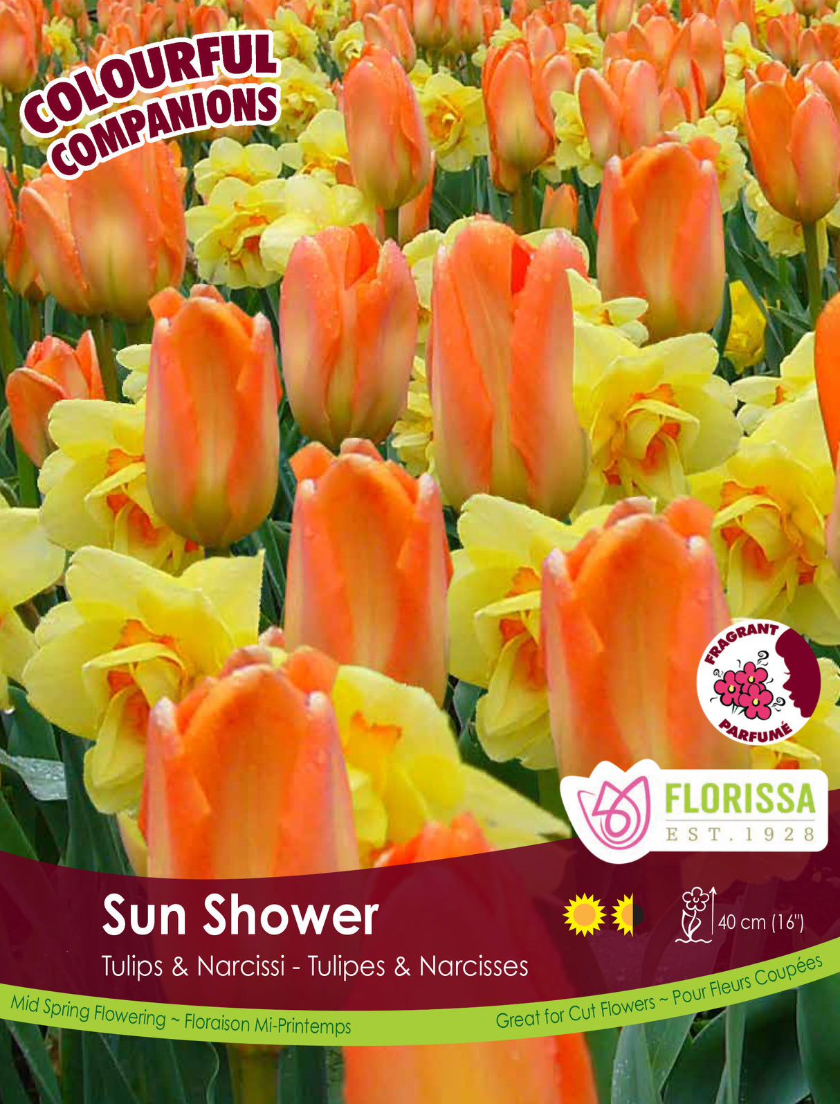 Fall Colourful Companions - Sun Shower Bulk