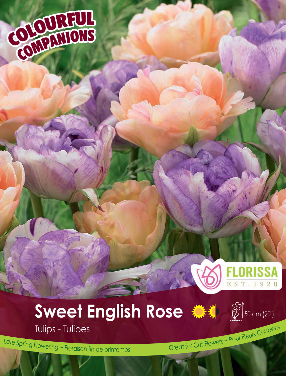 Fall Colourful Companions - Sweet English Rose Bulk