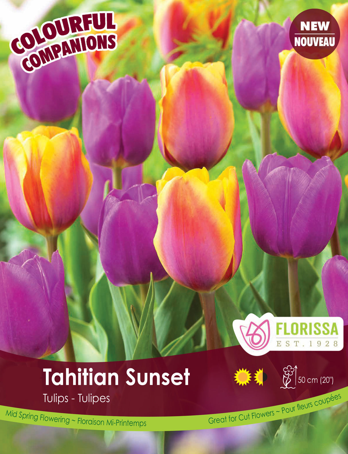 Fall Colourful Companions - Tahitian Sunset Bulk
