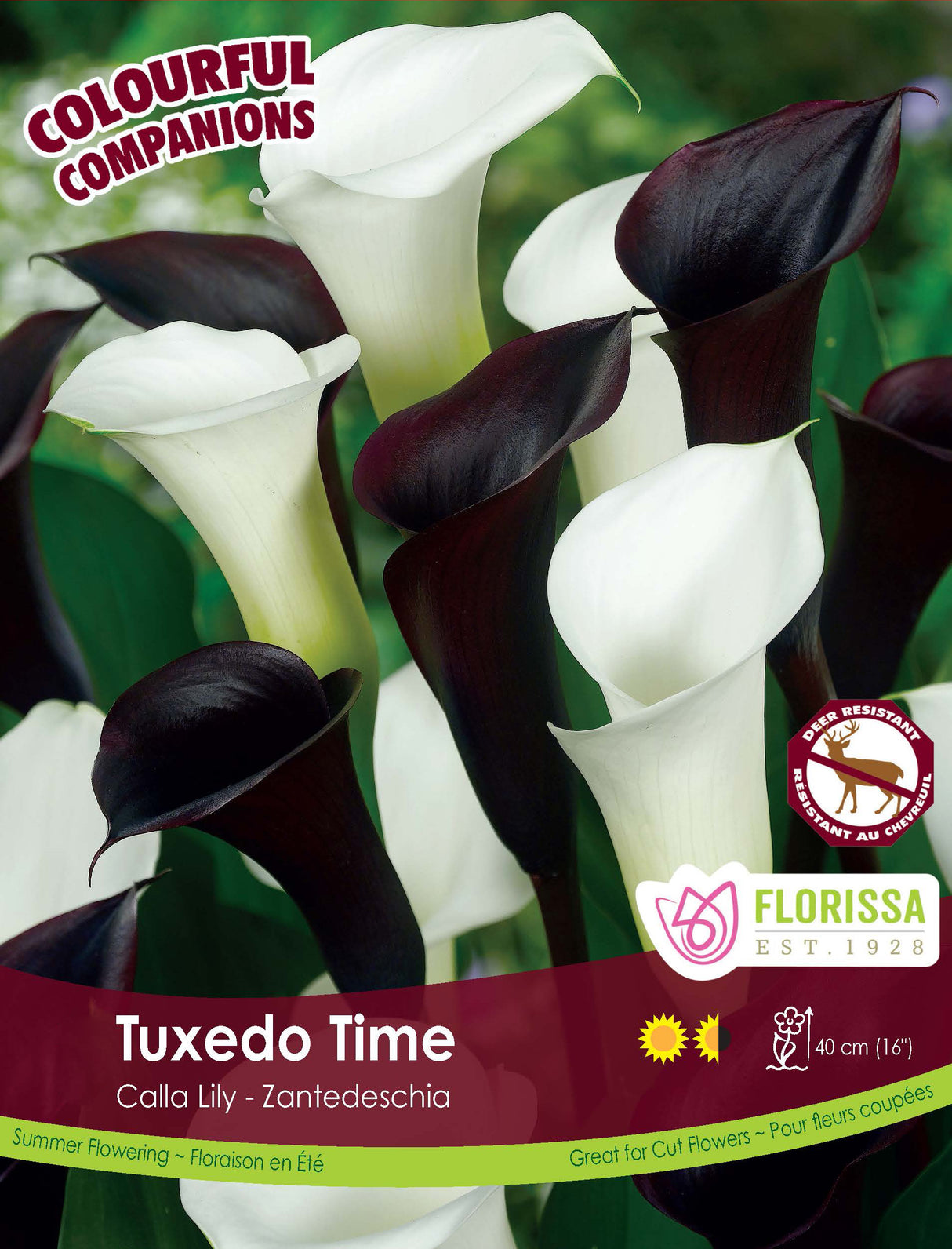 Spring Colourful Companion - Tuxedo Time