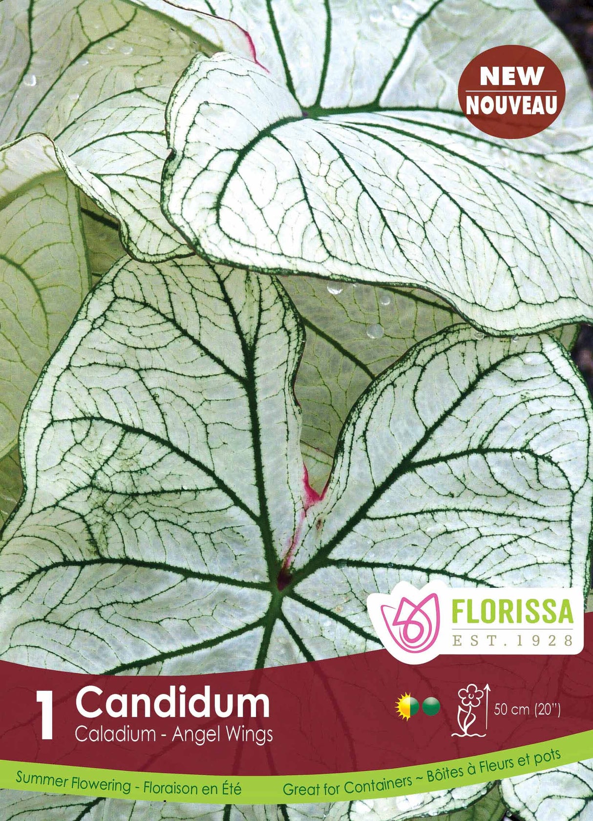Caladium - Candidum Retail