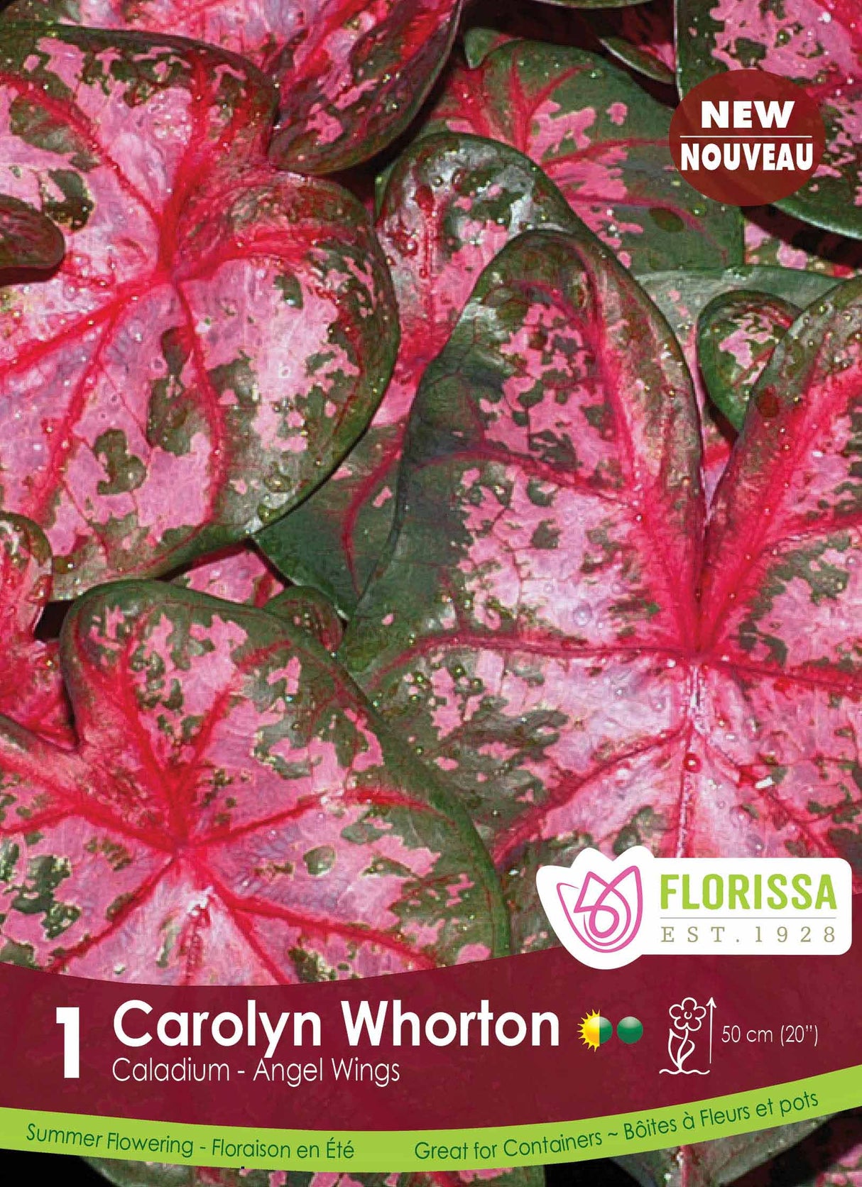 Caladium - Carolyn Whorton Retail