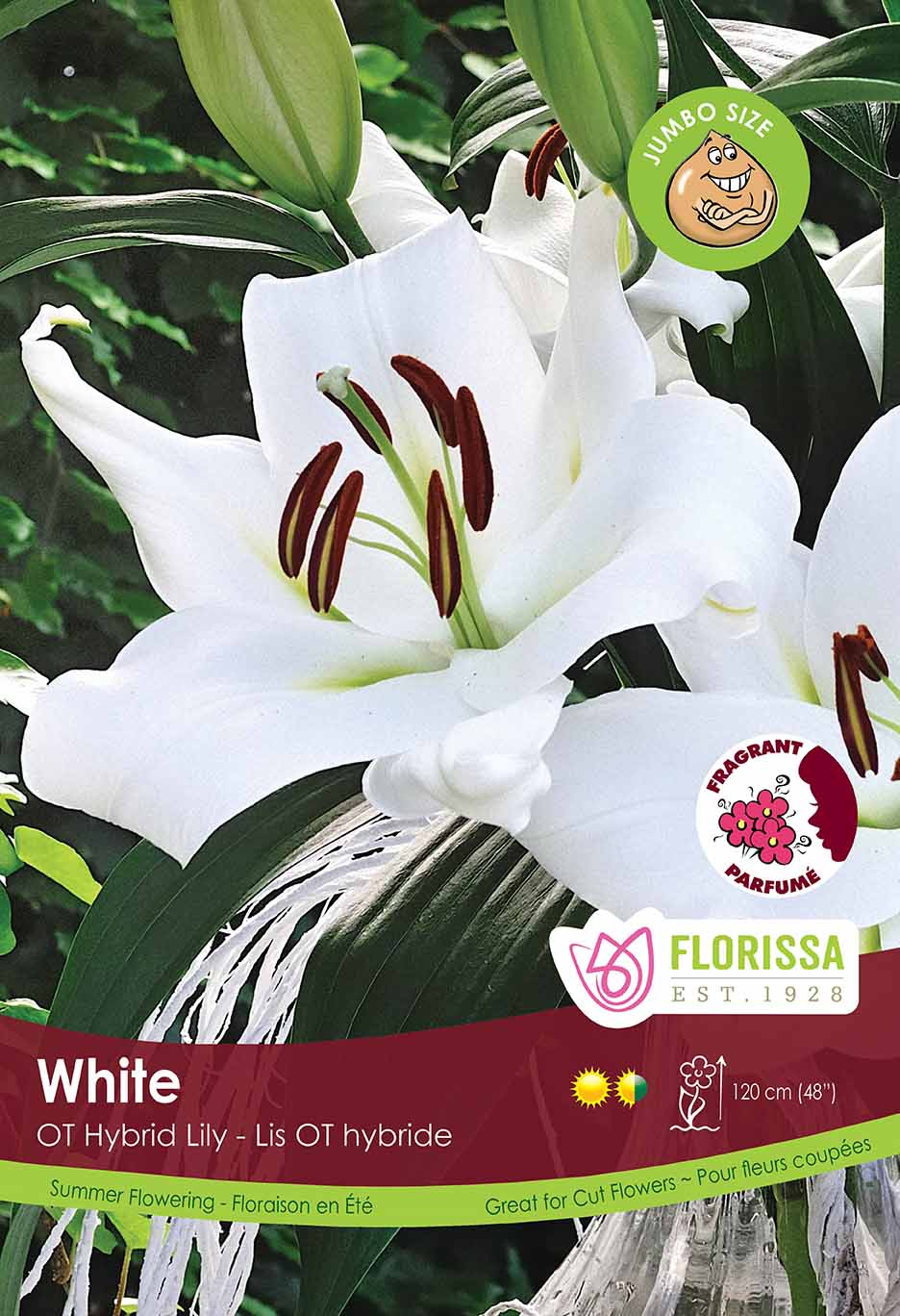 Lily Oriental - Jumbo White Bulk Crate