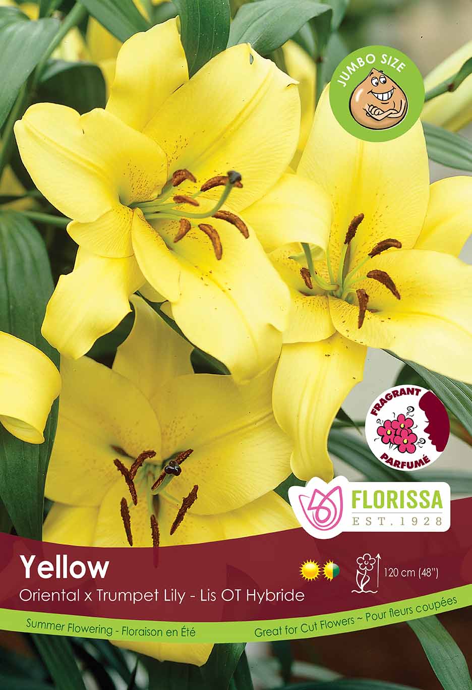 Lily Oriental - Jumbo Yellow Bulk Crate