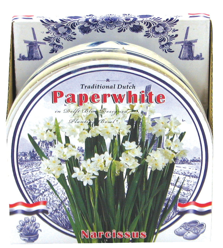 GP31 Paperwhite Ceramic Bowl Kits - Gift Kits