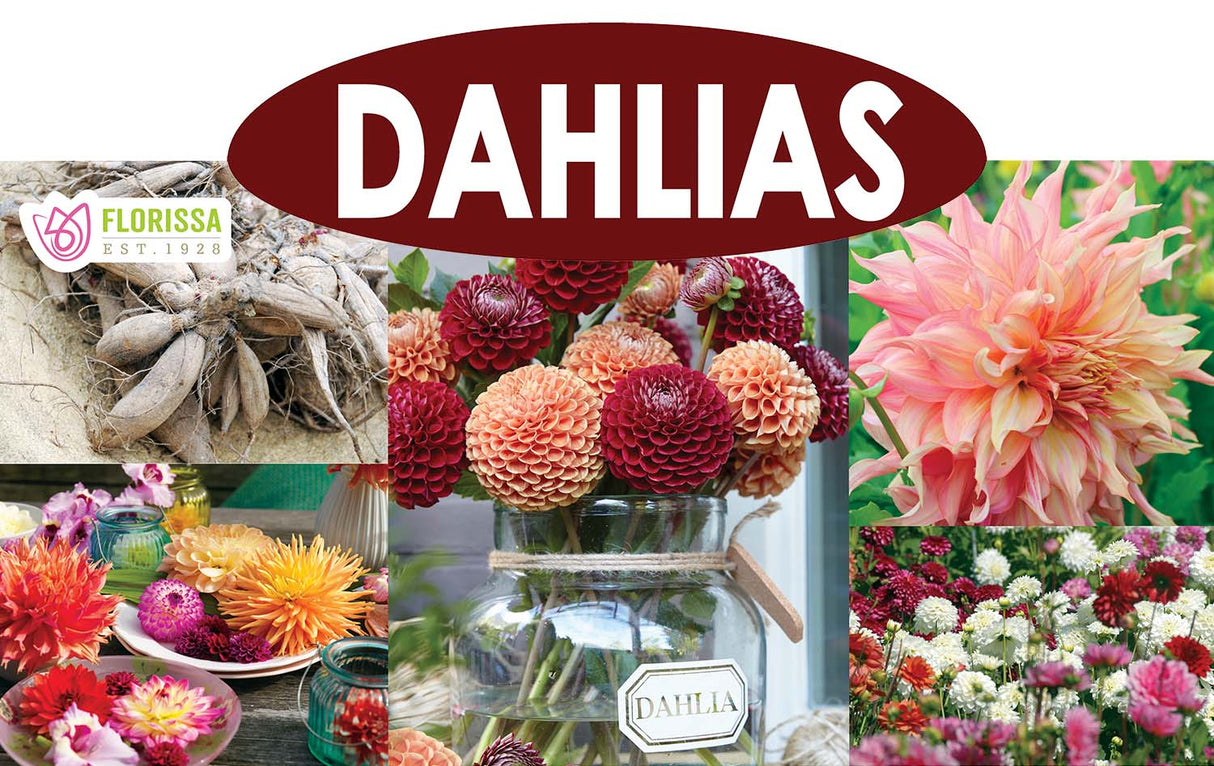 Metal Rack Topper - Dahlias